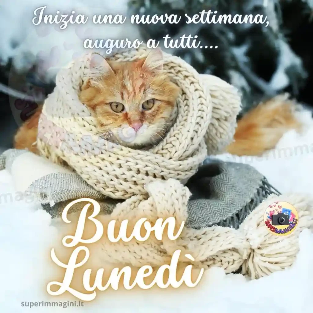 Inizia una nuova settimana, si riparte buon lunedì invernale a tutti con un gattino che dal freddo si ripara con una grande sciarpa marrone. Dedica un dolce messaggio a tutti i tuoi amici